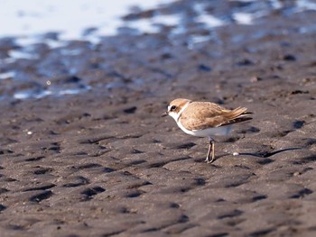 シロチドリ ふなばし三番瀬海浜公園 2023年1月4日(水)