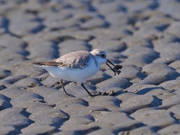 ミユビシギ ふなばし三番瀬海浜公園 2023年1月4日(水)