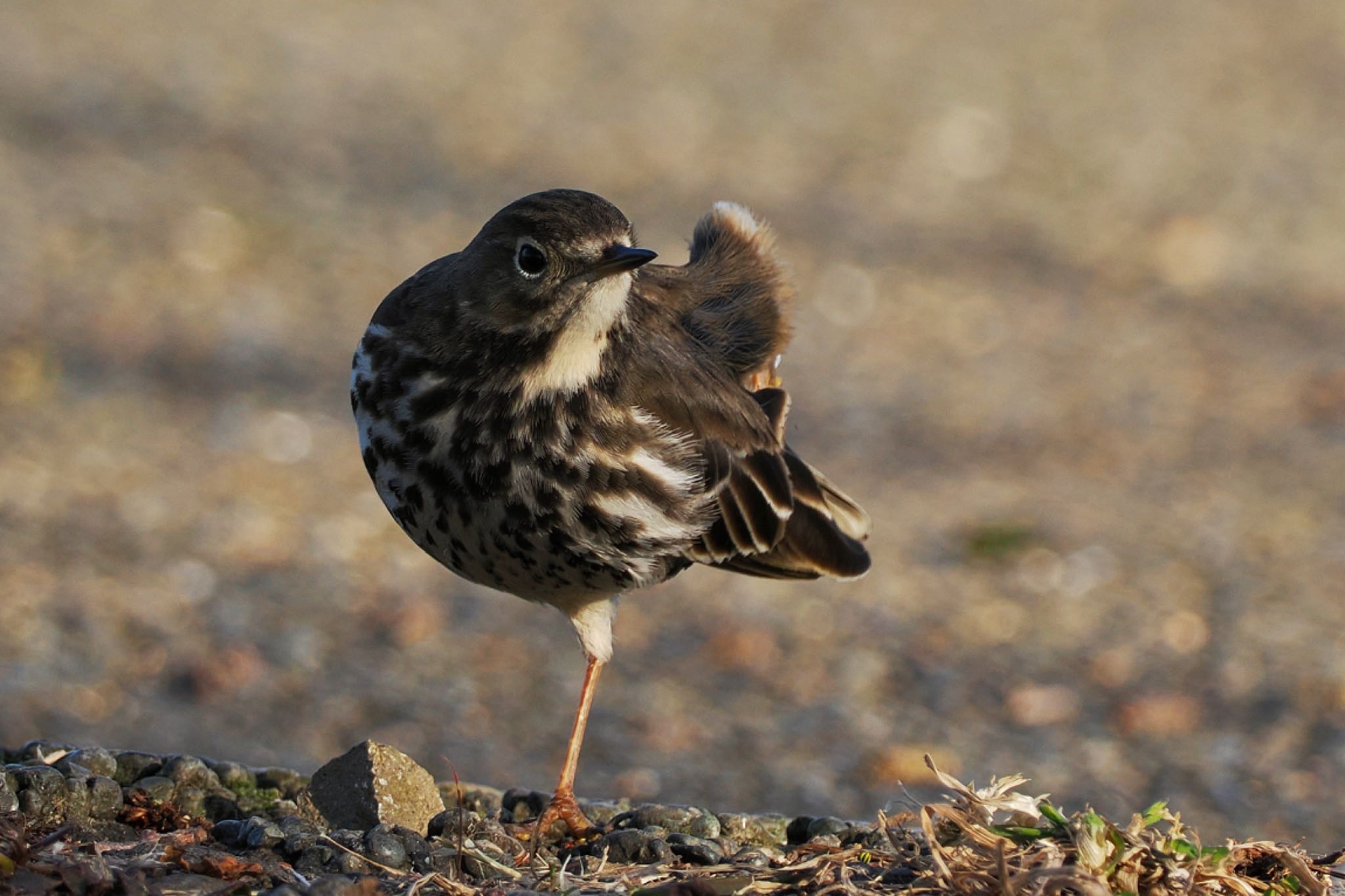 タヒバリ