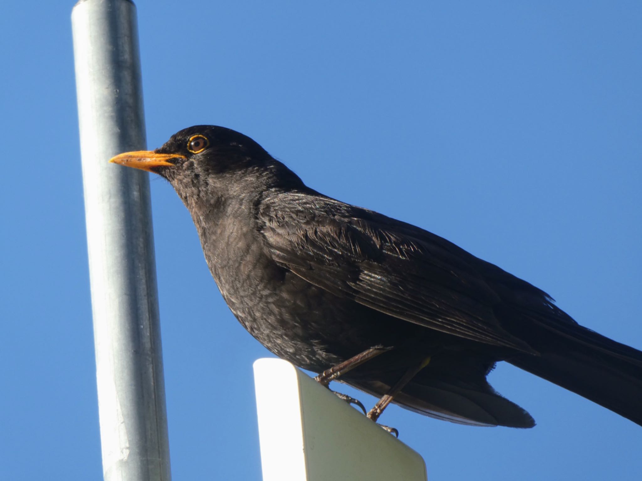 Photo of Common Blackbird at Queenstown Garden, New Zealand by Maki