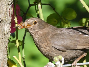 Common Blackbird Queenstown Garden, New Zealand Thu, 12/29/2022