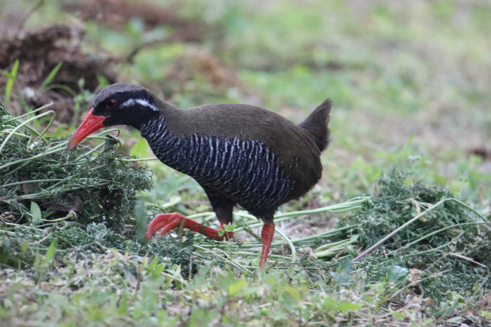  ヤンバルクイナの写真 by マイク