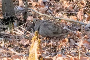 2023年1月9日(月) 舞岡公園の野鳥観察記録