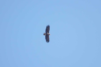 White-tailed Eagle Watarase Yusuichi (Wetland) Sun, 1/8/2023