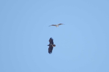 White-tailed Eagle Watarase Yusuichi (Wetland) Sun, 1/8/2023