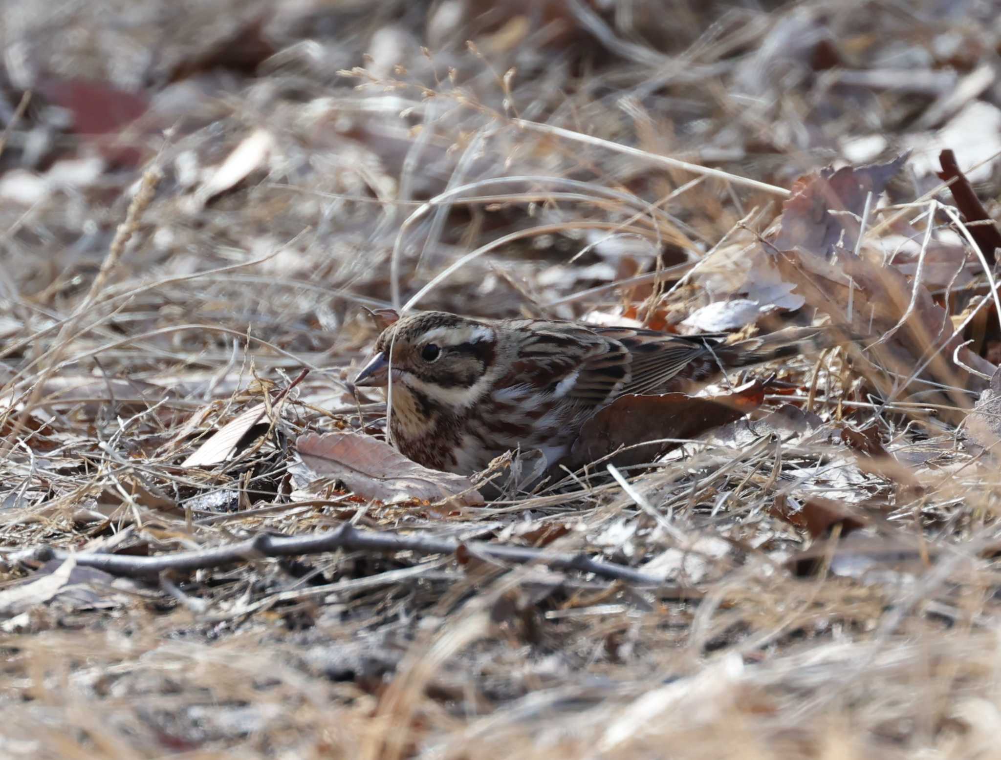 Rustic Bunting