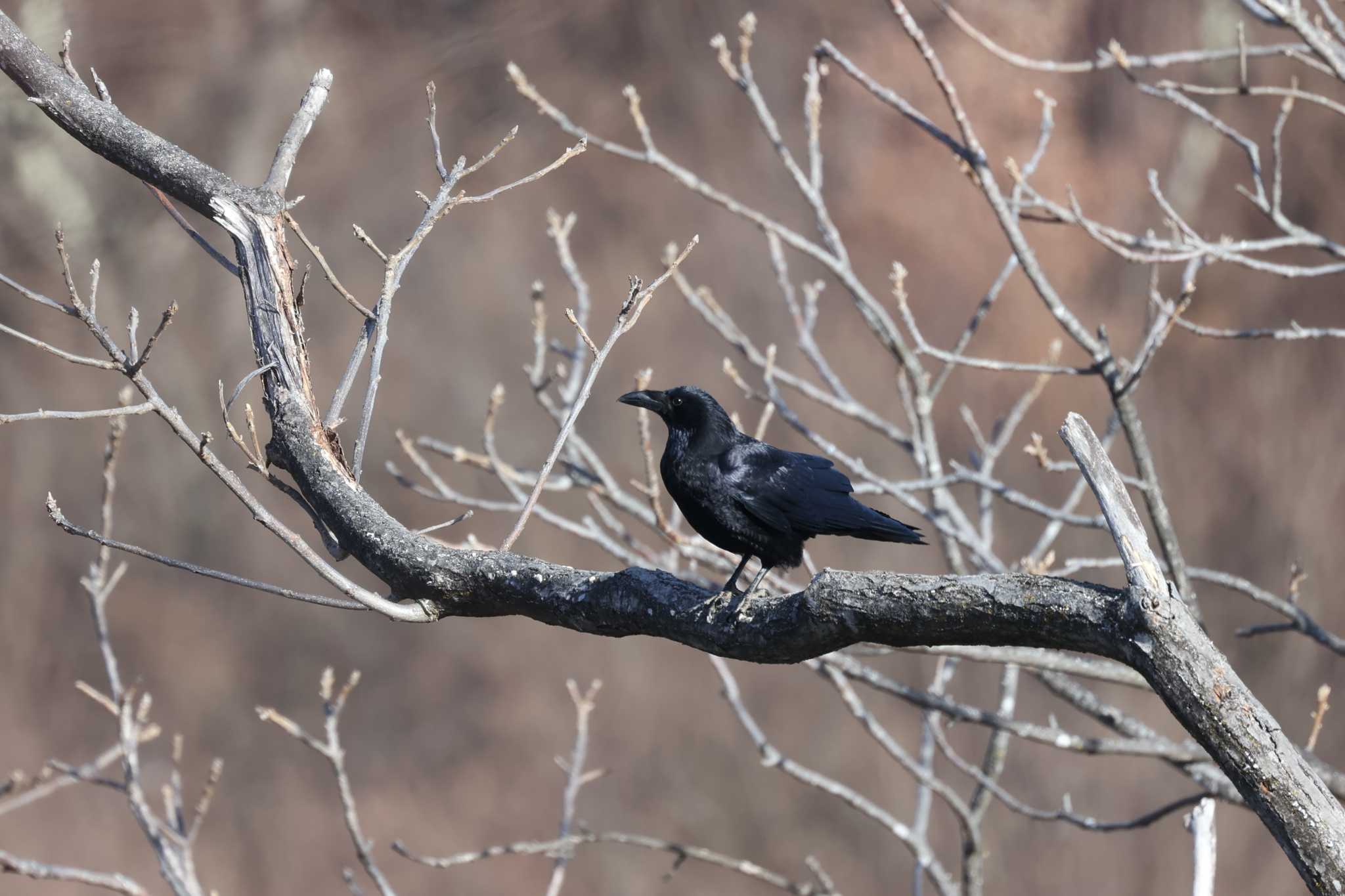 Carrion Crow