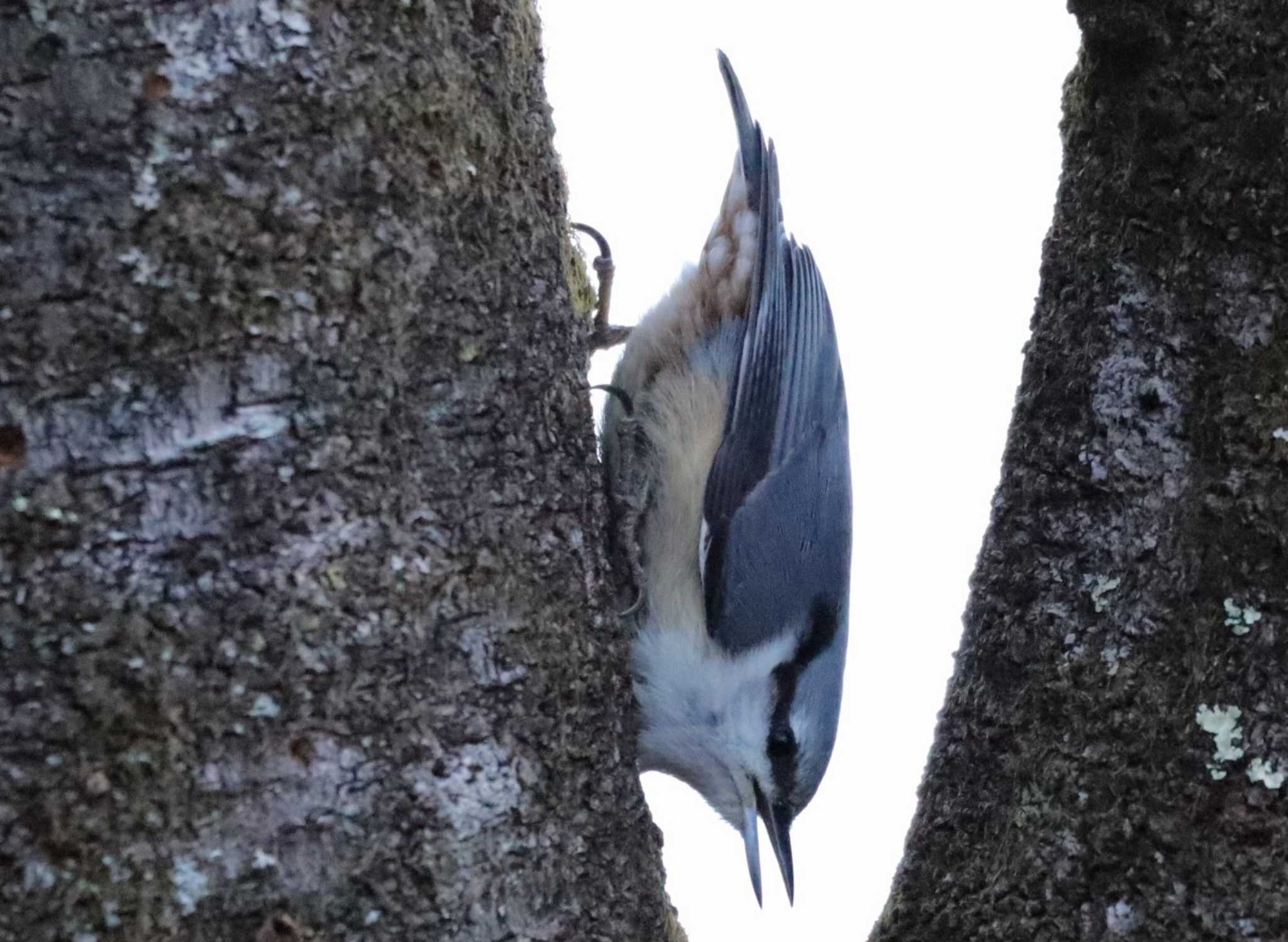 ゴジュウカラ