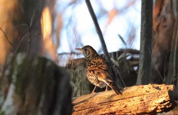 2023年1月11日(水) 埼玉県民の森の野鳥観察記録