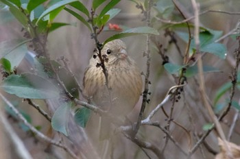 Siberian Long-tailed Rosefinch 岩藤新池 Sun, 1/1/2023