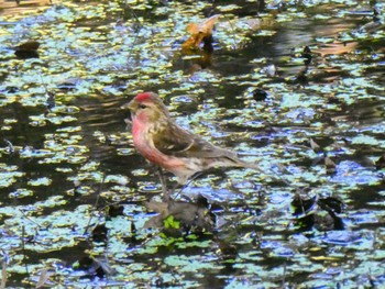 Lesser Redpoll Queenstown Garden, New Zealand 2022年12月28日(水)