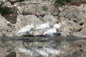 クロツラヘラサギ 場所が不明 2018年3月26日(月)