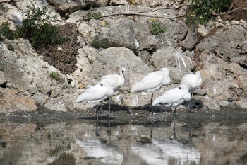 クロツラヘラサギ 与根の三角池 2018年3月26日(月)