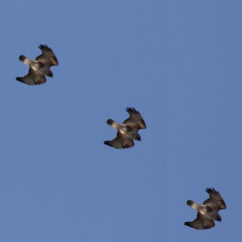 Eastern Buzzard 山口県下松市笠戸島 Wed, 1/11/2023