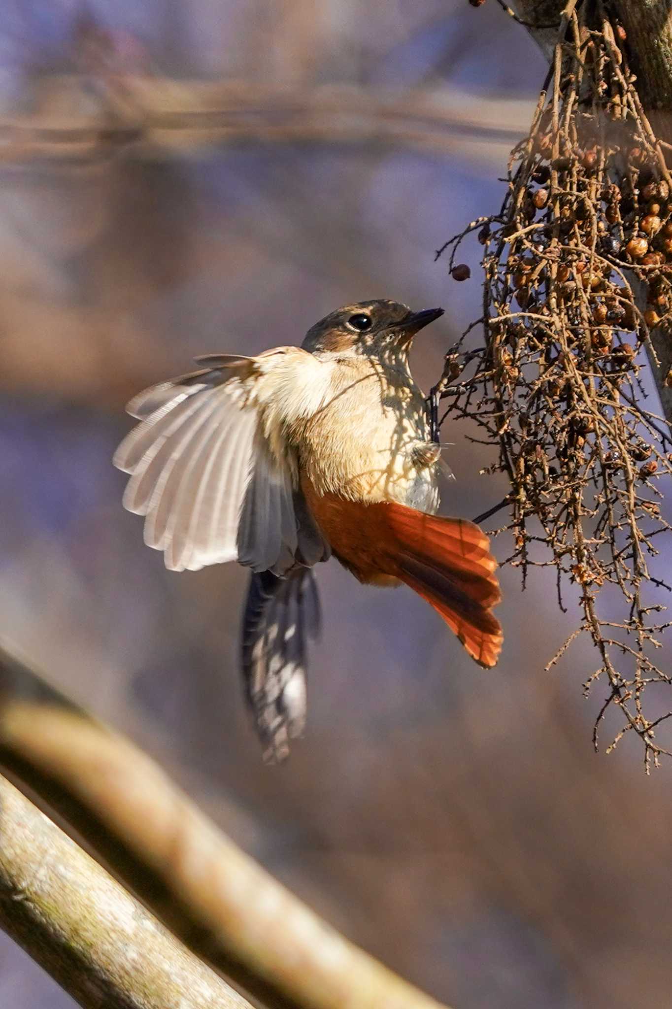 神奈川県 ジョウビタキの写真 by shin