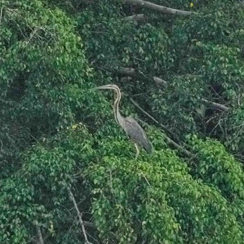 Purple Heron Ban Amphoe, Chon Buri Wed, 1/11/2023