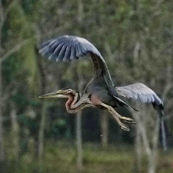 Purple Heron Ban Amphoe, Chon Buri Wed, 1/11/2023