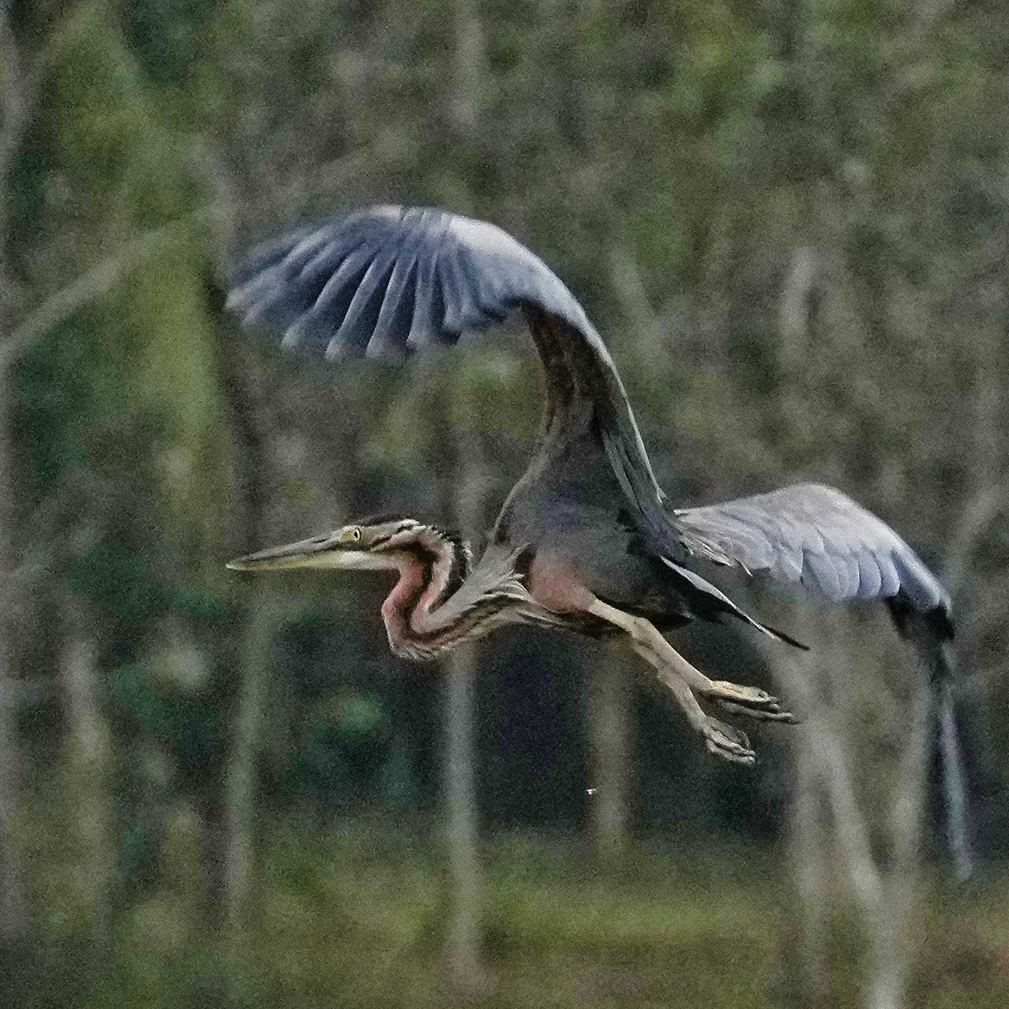 Purple Heron