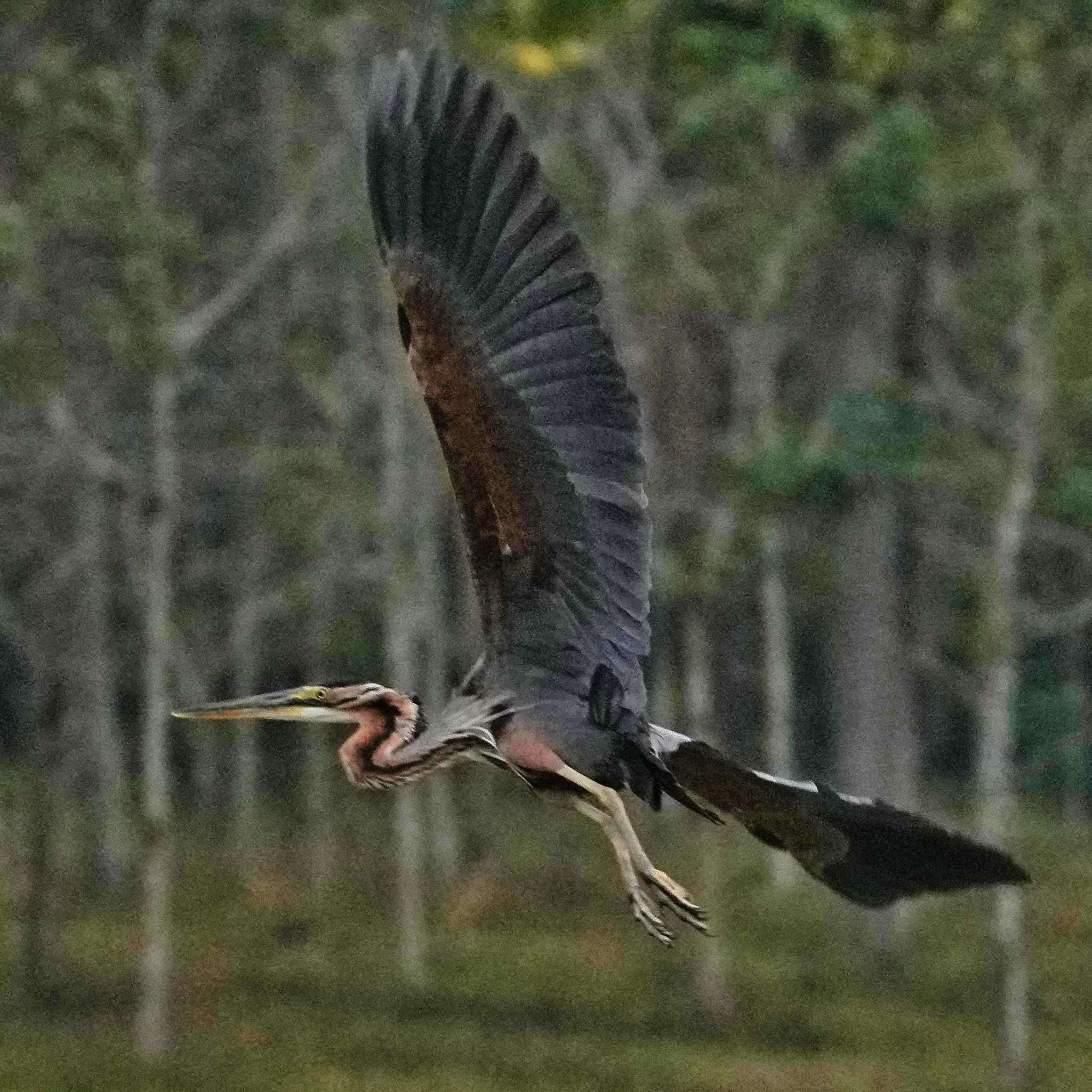 Purple Heron