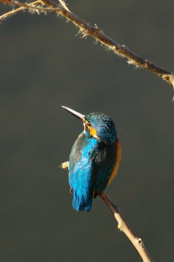 Common Kingfisher Nogawa Thu, 1/12/2023