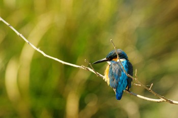 Common Kingfisher 恩田川(鶴見川合流点付近) Sun, 1/8/2023