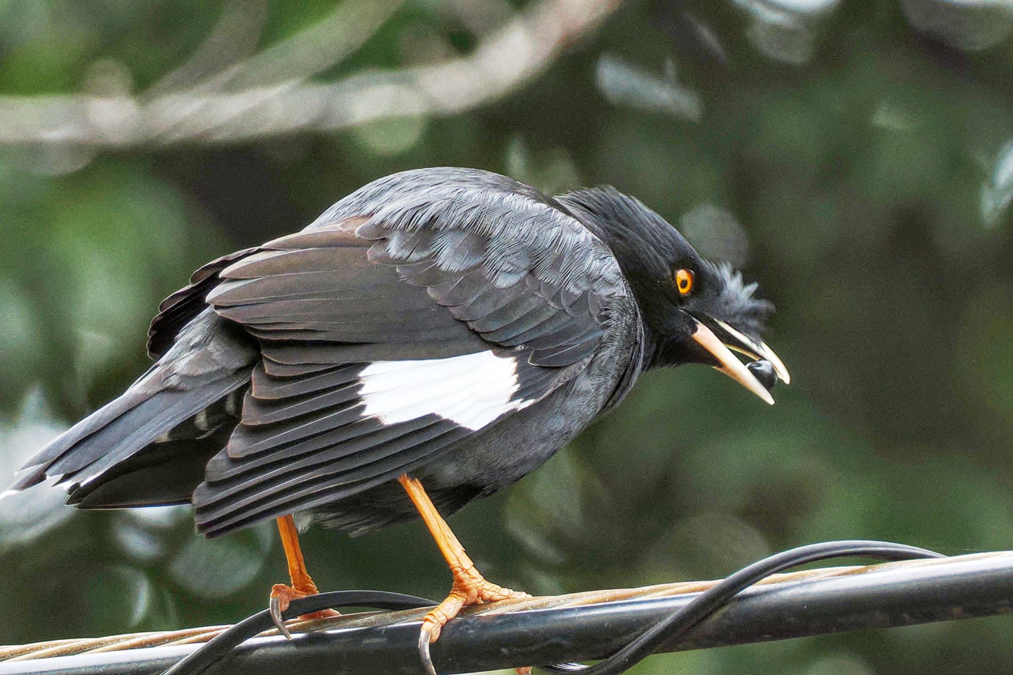 Crested Myna