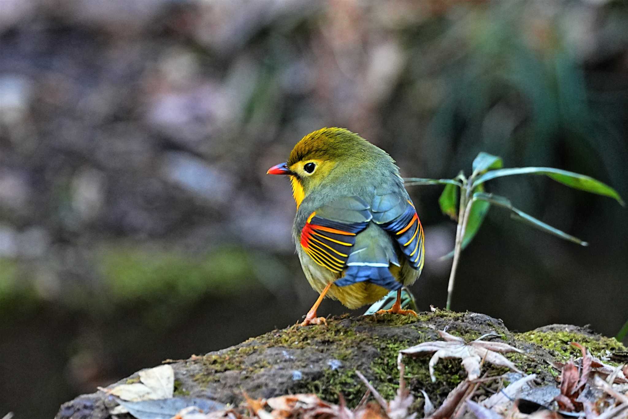 八溝県民休養公園 ソウシチョウの写真