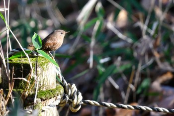 Eurasian Wren Unknown Spots Thu, 1/12/2023