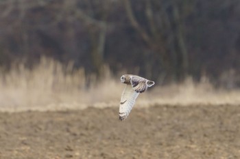 Short-eared Owl 南牧村5 Sat, 1/7/2023