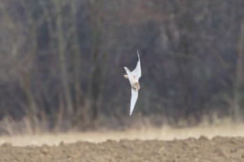 Short-eared Owl 南牧村3 Sat, 1/7/2023