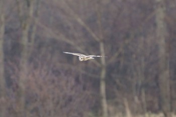 Short-eared Owl 南牧村2 Sat, 1/7/2023