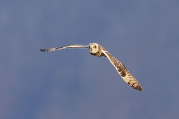 Short-eared Owl 南牧村7 Sat, 1/7/2023