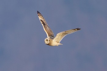 Short-eared Owl 南牧村6 Sat, 1/7/2023