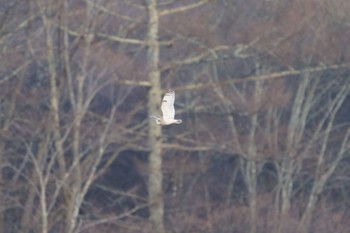 Short-eared Owl 南牧村1 Sat, 1/7/2023