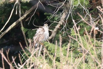 2023年1月12日(木) 座間谷戸山公園の野鳥観察記録