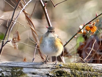 2023年1月12日(木) 小宮公園(八王子)の野鳥観察記録