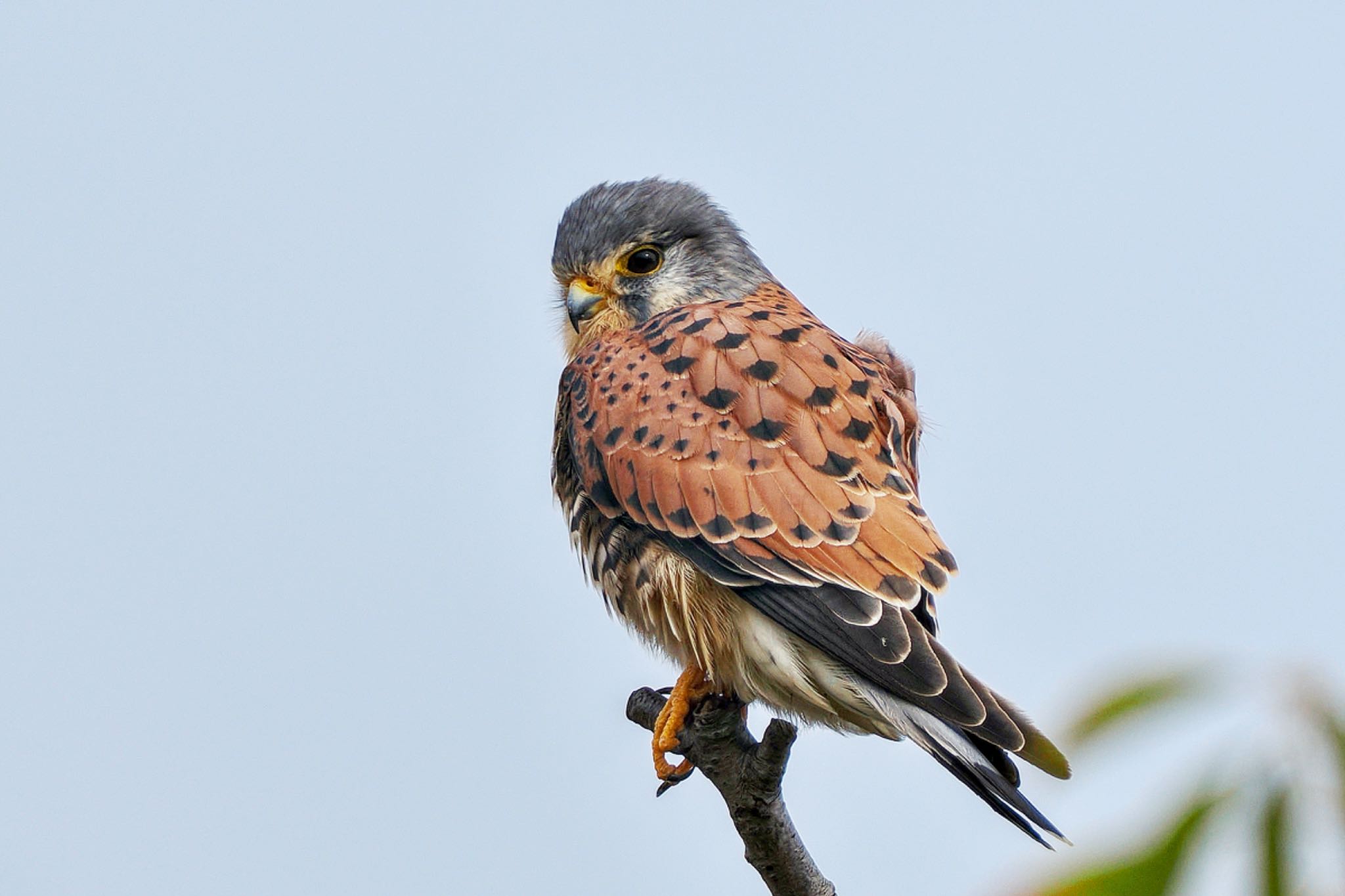 Common Kestrel