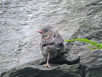 Common Blackbird Queenstown, New Zealand Wed, 12/28/2022