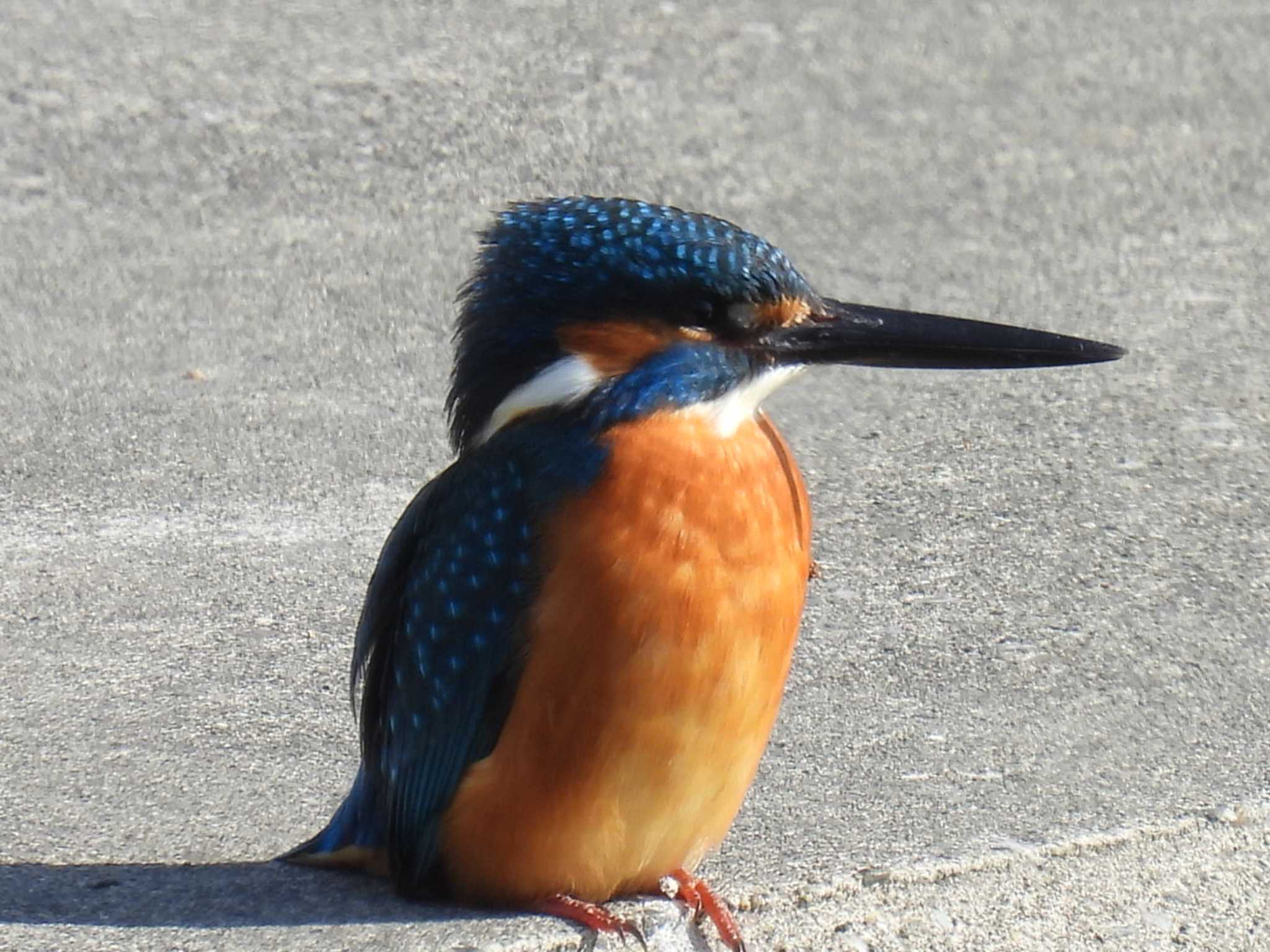 Common Kingfisher