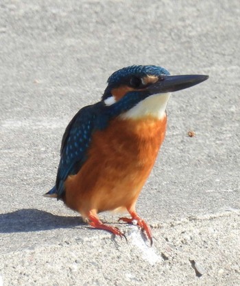 2023年1月12日(木) 近所の野鳥観察記録