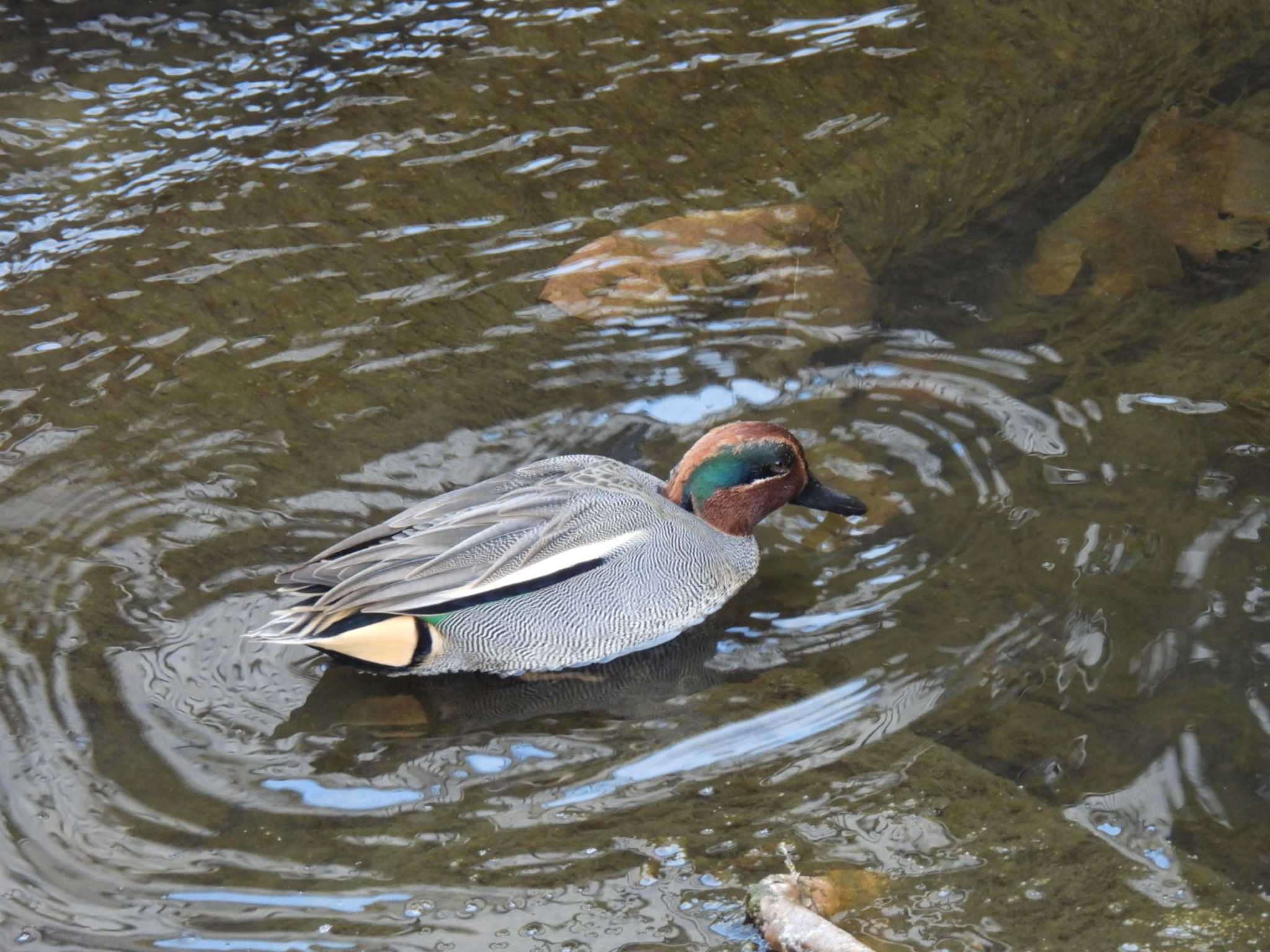 Photo of Eurasian Teal at 近所 by カズー