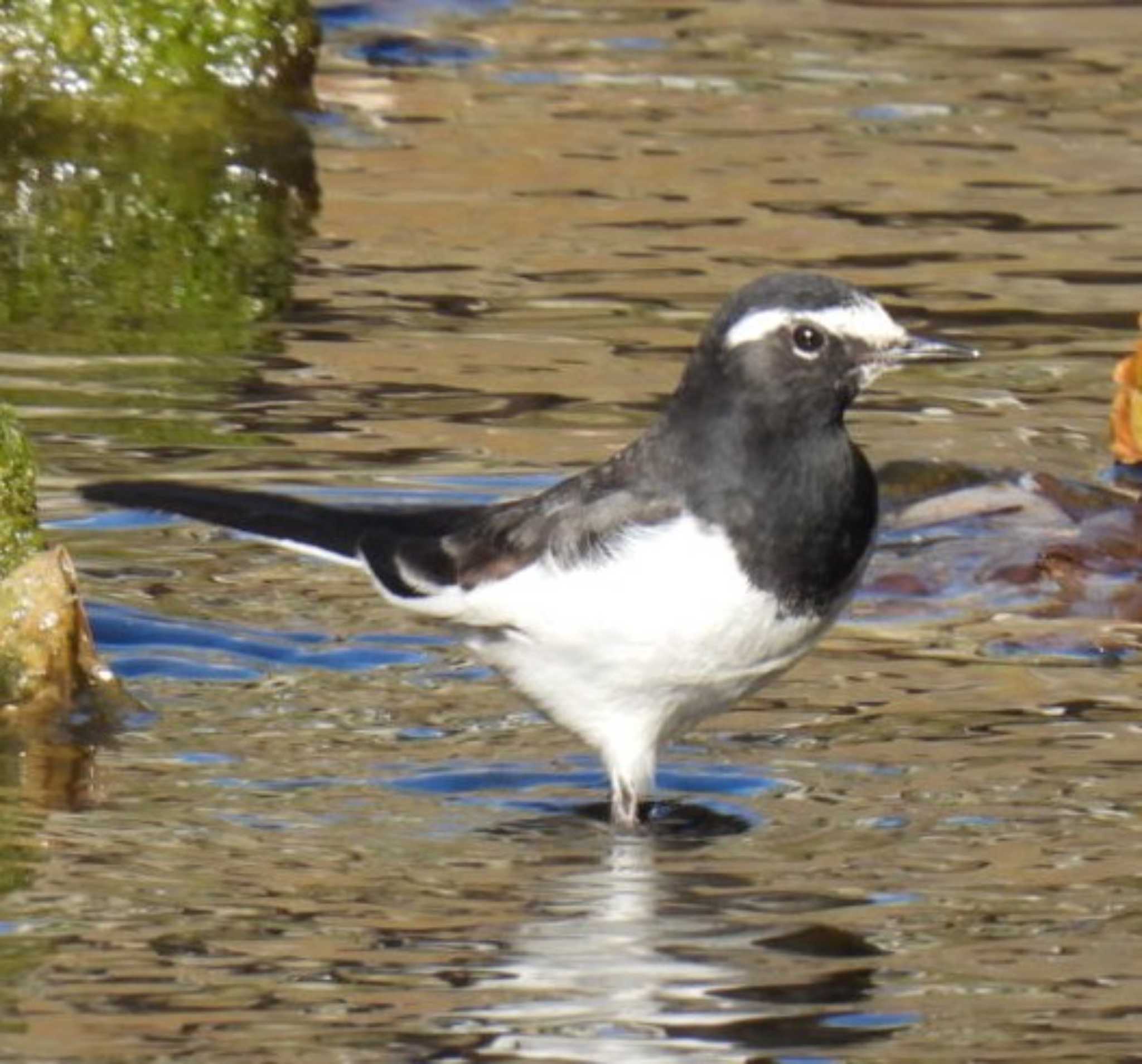 Japanese Wagtail