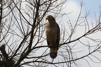 カンムリワシ 場所が不明 2018年3月27日(火)