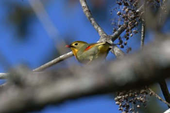 ソウシチョウ 滋賀県甲賀市甲南町創造の森 2023年1月12日(木)