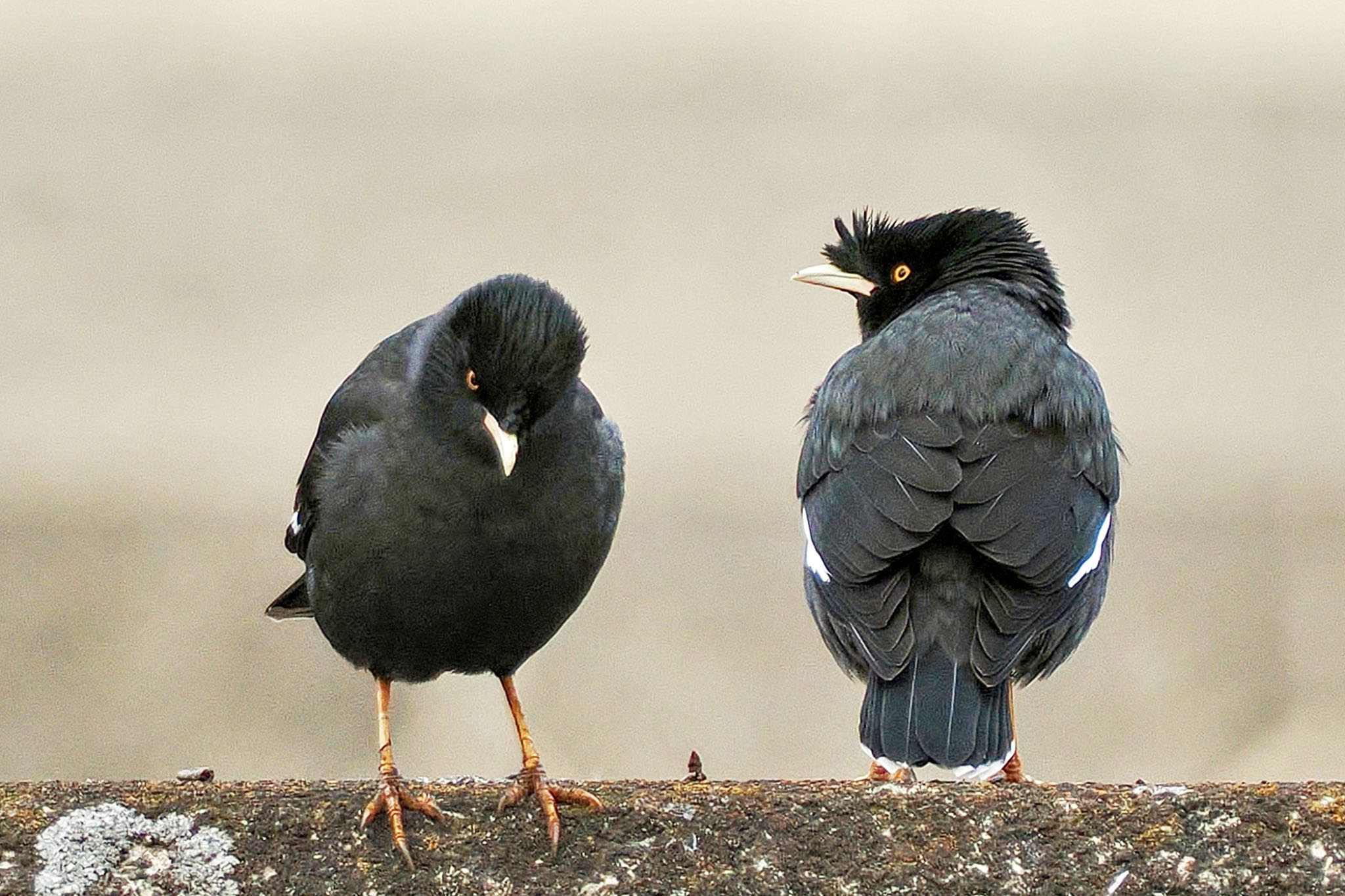 Crested Myna