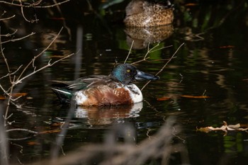 Northern Shoveler 夫婦池公園 Thu, 1/12/2023