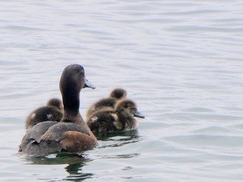 New Zealand Scaup Te Anau, New Zealand Thu, 12/29/2022