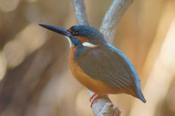 Common Kingfisher じゅん菜池緑地(蓴菜池緑地) Thu, 1/12/2023