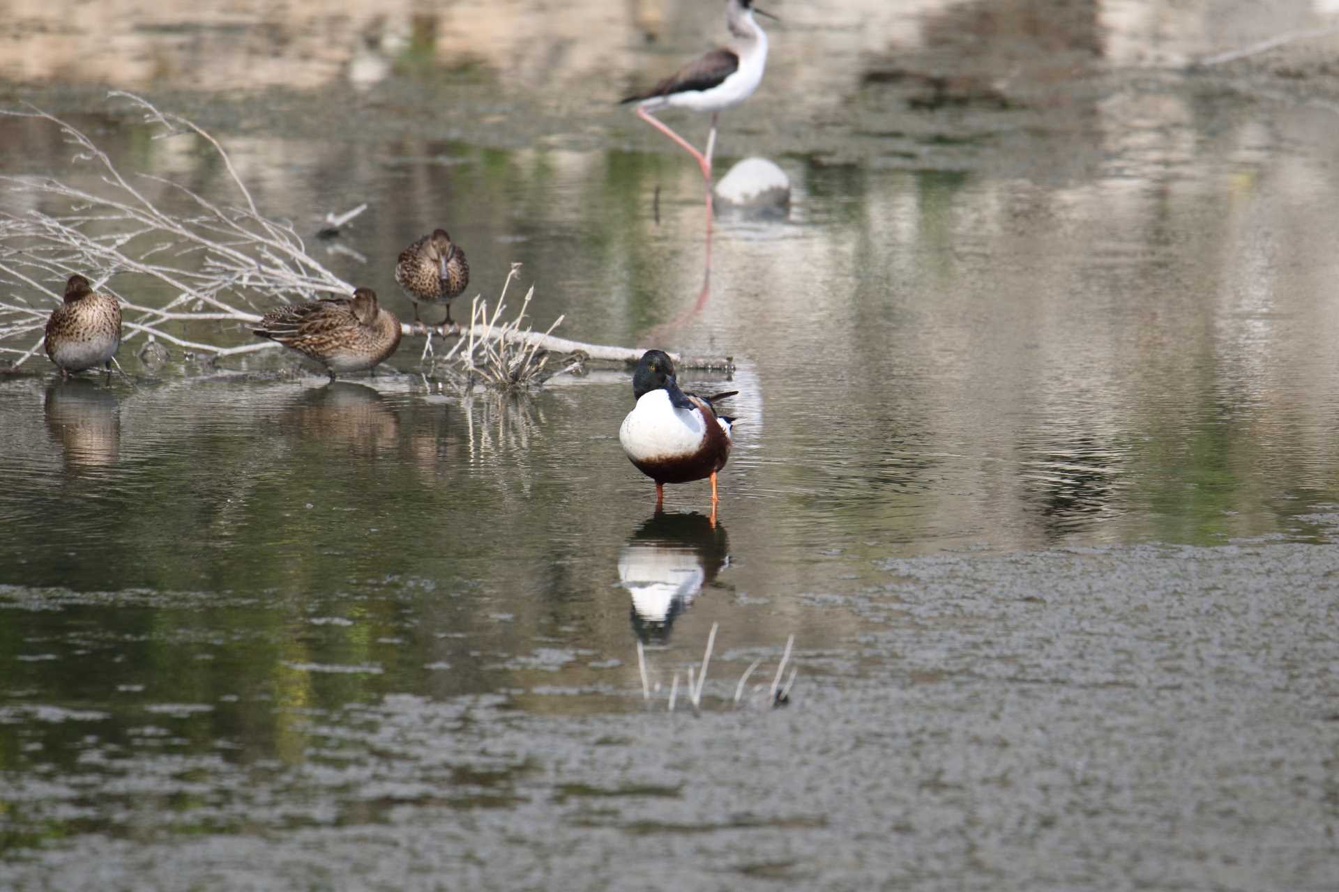 与根の三角池 ハシビロガモの写真 by マイク