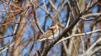 Rustic Bunting 麻機遊水地 Tue, 1/10/2023